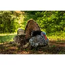 63148_Higdon_Strutter_Field_5_reap_1800x1800_ad267b2e-e96d-43fc-9da8-9b9270199252.webp