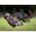 63144_jake_field_1800x1800_43783301-7e46-43d6-8a61-944b080ccaee.webp