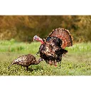 63122_feeder_hen_field_1800x1800_d36a9f6f-41e5-4463-a87b-39681c97ee10.webp