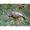 63122_feeder_hen_field2-Conflict_1800x1800_97357811-f7c9-4bed-a56b-2686bfb46a00.webp
