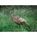 63111_upright_hen_field2_1800x1800_9141a70f-0577-4f81-abf1-323c03ba3539.webp