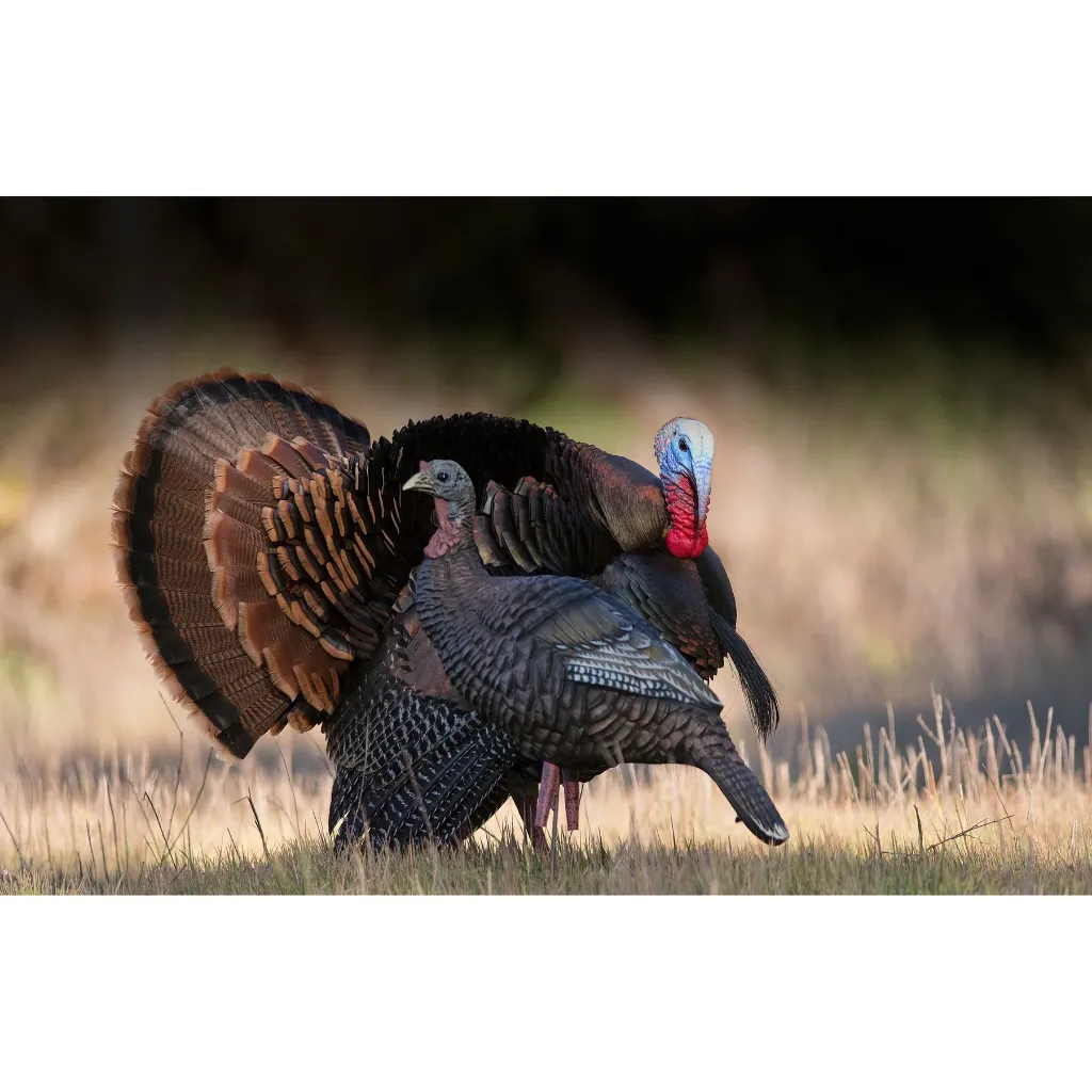 63111_upright_hen_field-Conflict_1800x1800_026c2d8b-1d8d-456a-81d1-80e3b7a50bc3.webp
