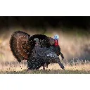63111_upright_hen_field-Conflict_1800x1800_026c2d8b-1d8d-456a-81d1-80e3b7a50bc3.webp