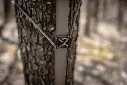 gritworkhorseclimbingstickontree.webp