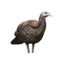Avian X LCD Breeder Hen Turkey Decoy