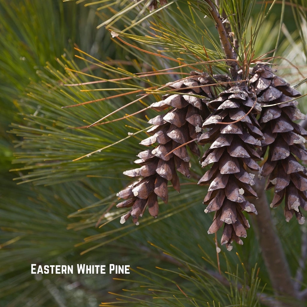 Bare Root Trees (pre-order) (Eastern White Pine (6yr transplants 2-3ft))