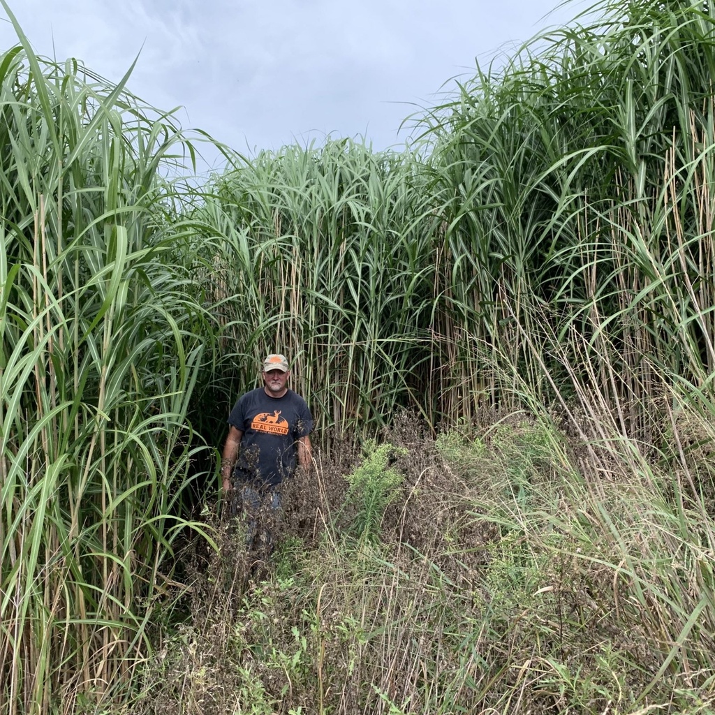 Real World Wildlife Giant Miscanthus Grass (Pack of 100 Rhizomes)